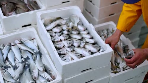 Fish monger organizes and places frozen fish arranging them in styrofoam crate