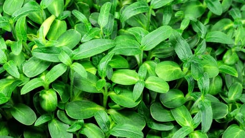 Fresh Green Sprouts Growing Close Up