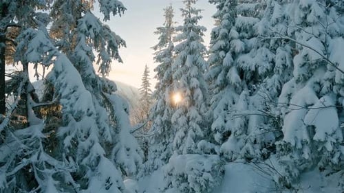 Bosque helado de invierno con árboles nevados en una naturaleza tranquila y soleada