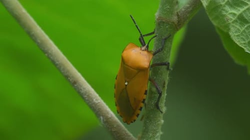 Giant Shield Bug, Tessaratomidae, Kaeng Krachan National Park, Thailand; 4K footage while on a stem,