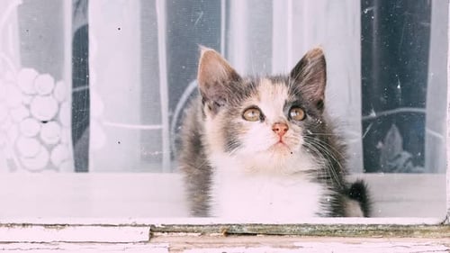 Kitten Looks Through Window at Home