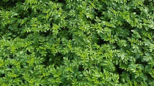 Aerial view shot of potato field.