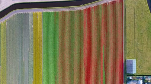 Aerial view of vibrant tulip fields in full bloom, displaying colorful rows of flowers
