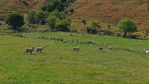 Sheep Grazing Peacefully in Green Rural Pasture