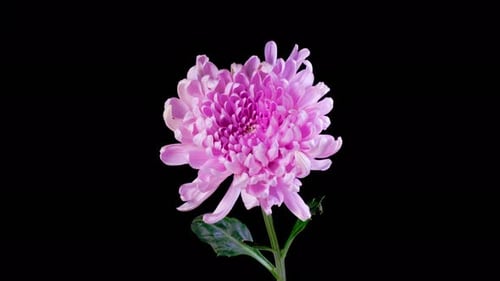 Blooming Pink Chrysanthemum Flower Isolated on Black