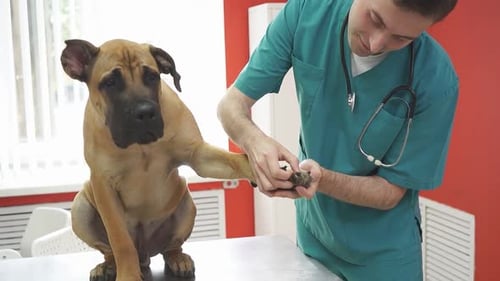 Large Dog is Charming in the Veterinary Office for a Medical Examination By a Professional