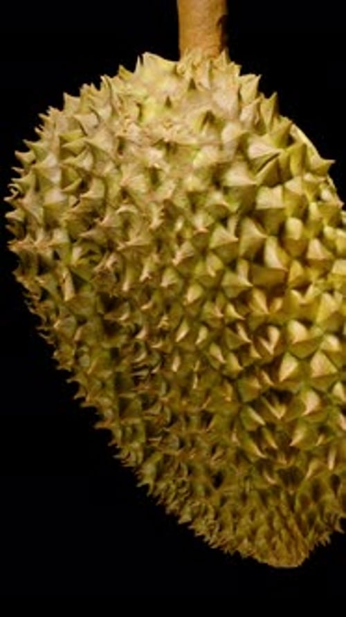 Vidéo verticale. Durian ouvert qui tourne parfaitement avec une chair jaune vif et une coque pointue et épineuse