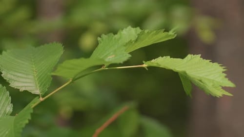 Nahaufnahme eines lebendigen, belaubten Zweigs, einer friedlichen natürlichen Umgebung, in der detailreiche Blätter mit sanften Blättern zu sehen sind