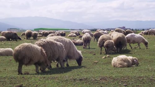 Flock of Sheep Grazing and Eat Grass on Meadow Animals Walk on Field