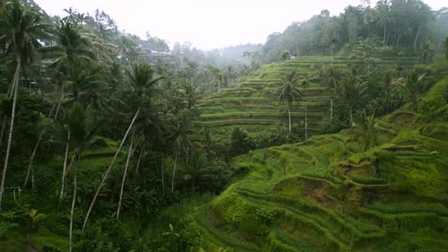 Panoramic aerial movement of rice terraces as agricultural place, Bali, Southeast Asia, Indonesia.