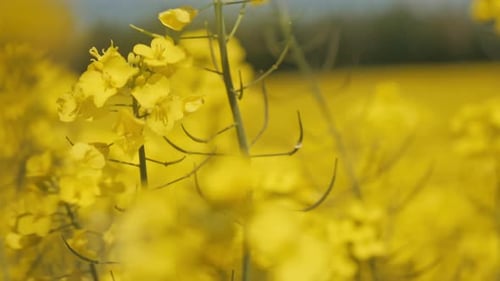 Huile de canola