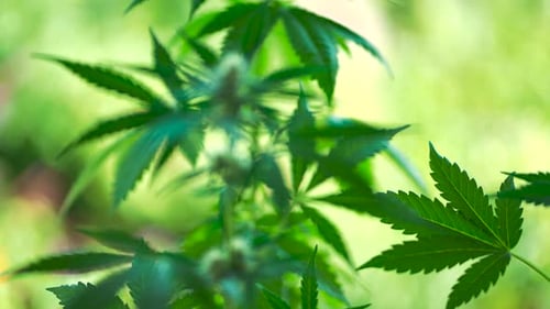 Cannabispflanze aus nächster Nähe. Marihuana-THC-Blütenblatt, grüne Knospen, die sich im Wind bewegen. Legalisierung