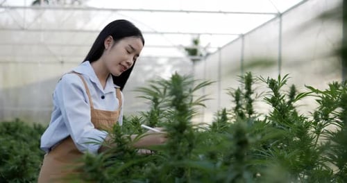 Young woman checking for research on green leaves of cannabis