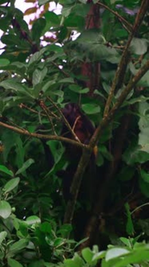 Plan vertical rapproché d'un singe grimpant à un arbre dans une forêt tropicale