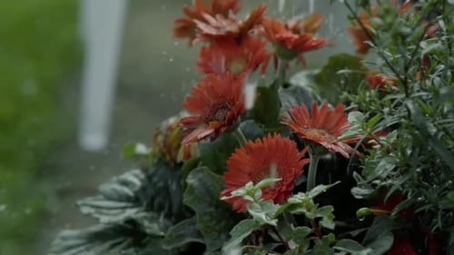 Rain falling on orange gerbera daisies