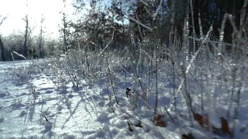 A very low to the ground shot of a frozen meadow and grassland in nature. It's a very bright and sun