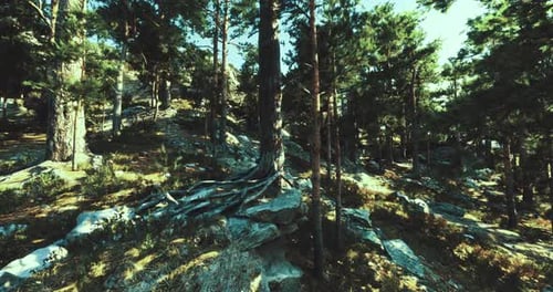 Exploring a Serene Forest Landscape with Towering Trees and Rocky Terrain