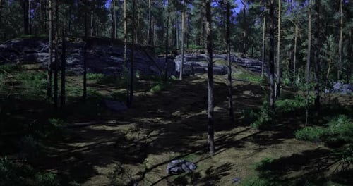 Exploring a Serene Forest Landscape at Twilight Under the Tall Trees