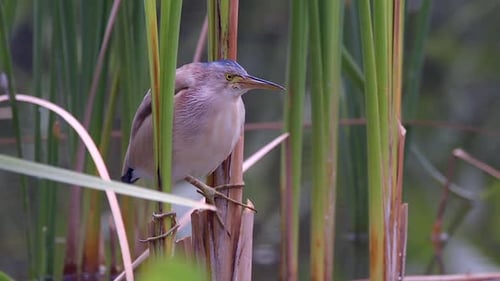 A Yellow Bittern bird perched between freshwater plants and cleaning it's beak with it's tongue - Cl