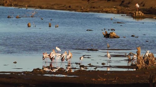 Yellow-Billed stork in Kruger National park, South Africa