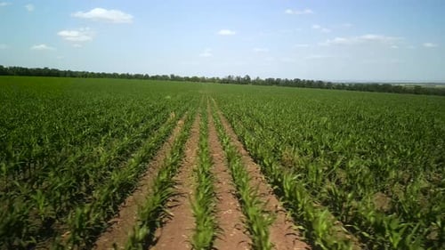 Green corn field aerial view