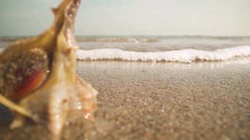 Murex en direct, mouillé par la vague de mer