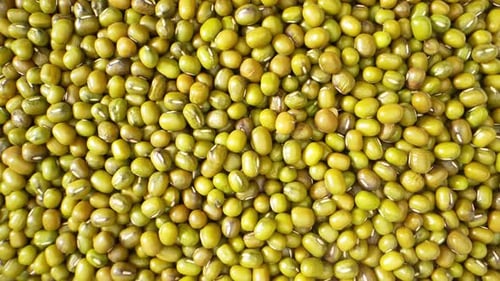 Frijoles mungo en macrovídeo