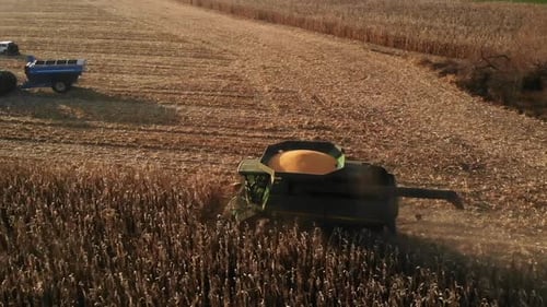 Combine Harvester on Corn Field During Autumn Harvest