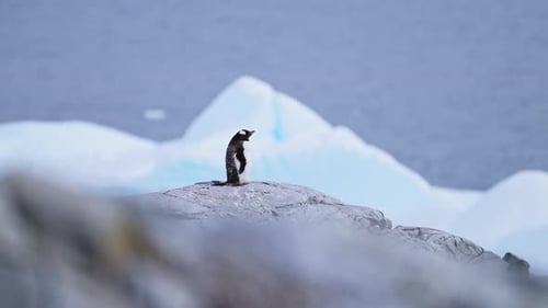 Lone Penguin Standing on Rocky Antarctic Outcrop