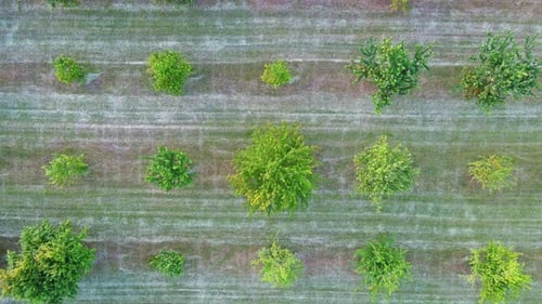 Agricultural Garden with Fruit Trees Among Fields and Meadows in the Countryside