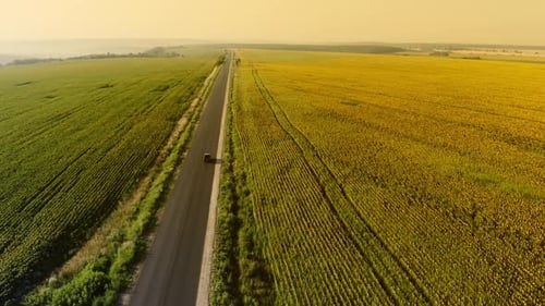 Aerial View of a Serene Road Cutting Through Vibrant Sunflower Fields
