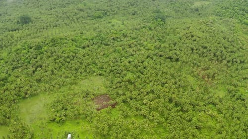 Tropical Landscape with Rainforest