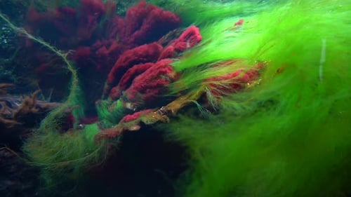 Grün-Rote Algen (Cuxhaven)