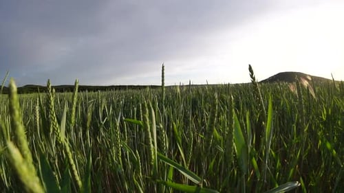 Champ de blé au coucher du soleil Le blé vert pousse sur un champ sous les rayons du soleil couchant avec de jeunes pousses au printemps