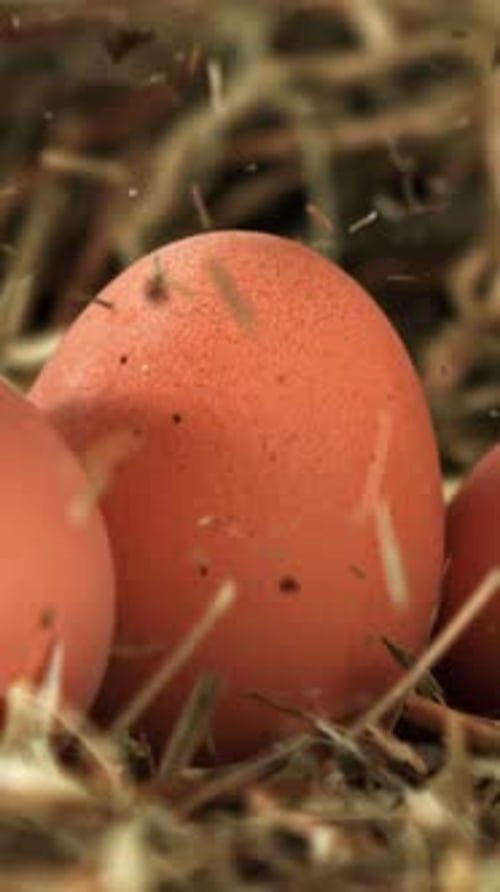 Hay Falls on Chicken Eggs Filmed on a Highspeed Camera at 1000 Fps