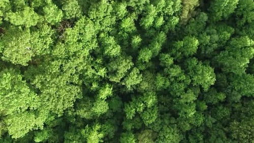 4K Aerial Forest View