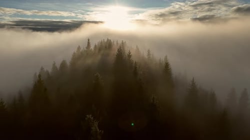 Aerial View of Green Pine Treetops Poking Through the Thick Morning Fog Mysterious Mountain Forest