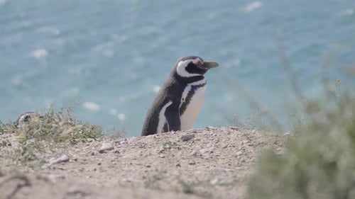 Wild Magellanic Penguin in its Natural Habitat Overlooking Ocean on Sunny Day. Argentina.