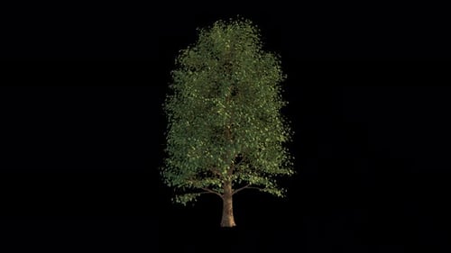 Tree In The Wind Loopable Alpha Channel