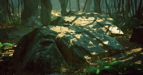 Sunlight Filtering Through Trees Illuminates Moss Covered Rocks in Forest