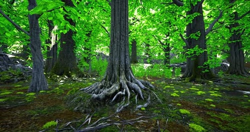 Lush Green Forest Showcasing Vibrant Trees and Mossy Ground in Daylight