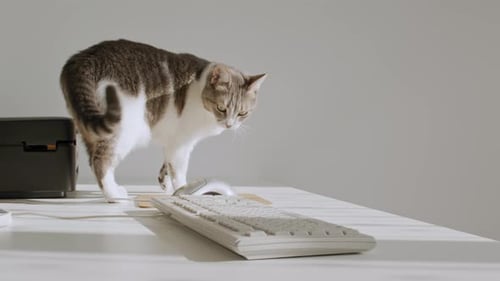 Curious Cat Exploring Office Workplace On Desk