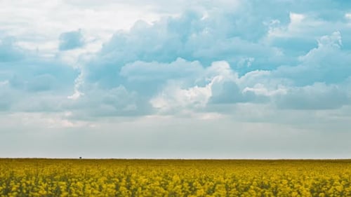 Colorful Cloudy Blue Sky Fluffy Clouds On Horizon Above Canola Colza Rapeseed Field Time Lapse