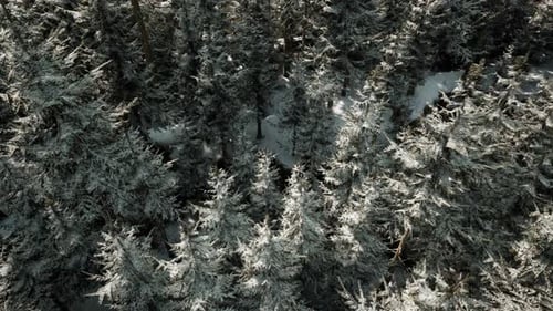 A Snowy Forest with Trees Covered in Snow