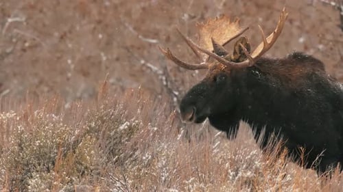 Majestätischer Elch in der Winterwildnis.