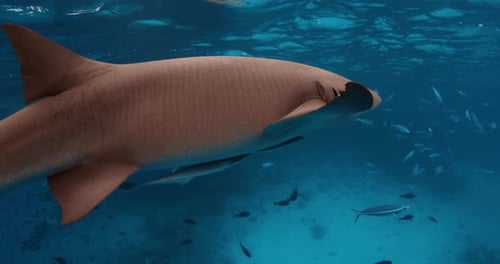 Close Up View of Sharks with Tropical Fishes Underwater in Transparent Blue Sea Slow Motion with