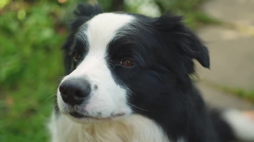 Outdoor Portrait of Cute Smiling Puppy Border Collie Sitting on Park Background Little Dog with
