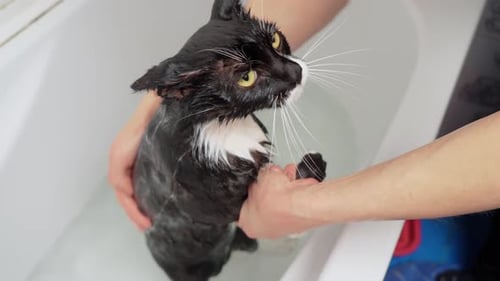 Cat Gets a Bath in Bathtub