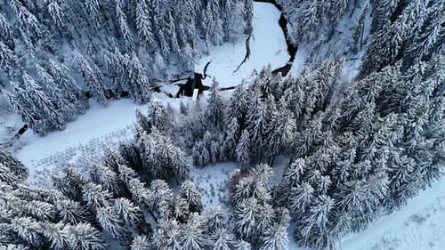 Wavy thin river covered with snow flows through the pine tree woods.