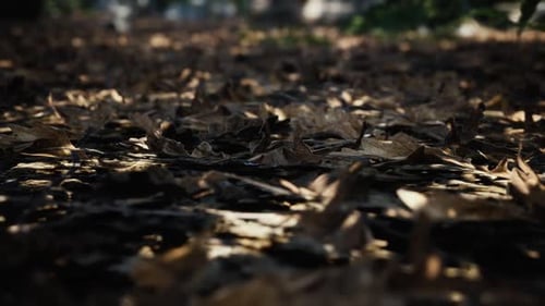 CGI render of dry dead leafs laying on ground in rural forest, light rays. Slow rise tilt down paral